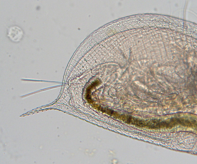 Daphnia obtusa jeune sujet - Daphiidae - Cladocères #8415