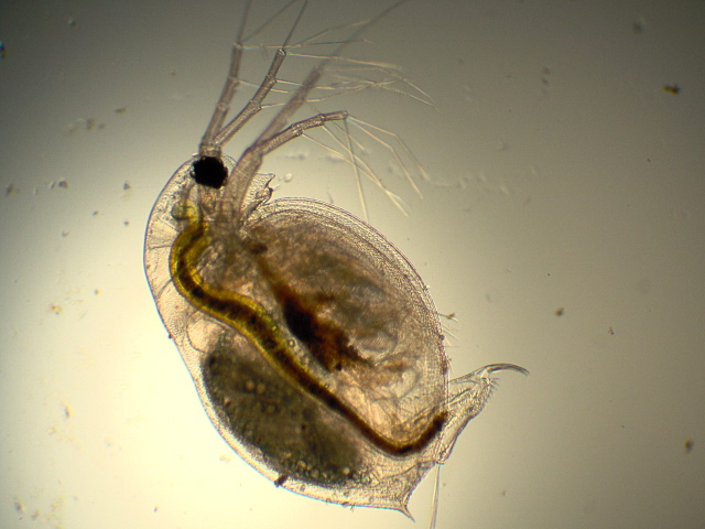Daphnia obtusa - Daphniidae - Cladocères #2530