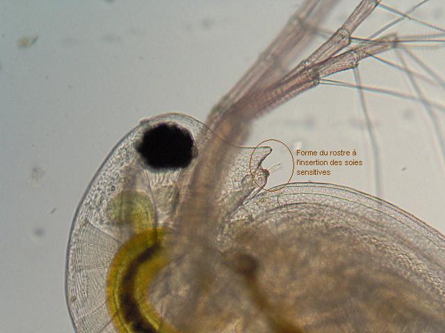 Daphnia obtusa - Daphniidae - Cladocères #2533