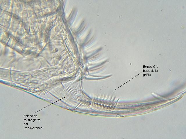 Daphnia obtusa - Daphniidae - Cladocères #2532