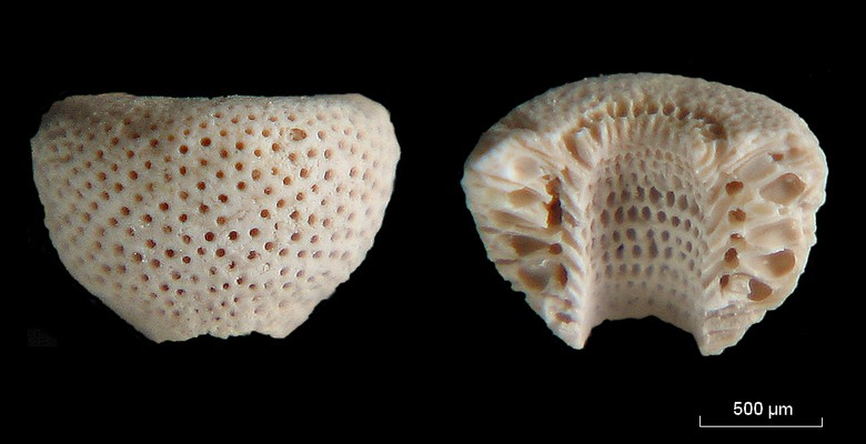 Dasycladales de l Eocène du B. de Paris (Genre : Cymopolia) #5736