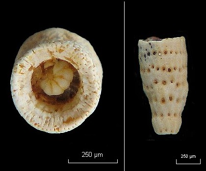 Dasycladales de l Eocène du B. de P. (Genre : Larvaria) #5899