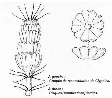 Dasycladales de l Eocène du B. de Paris (Genre : Clypeina) #5766