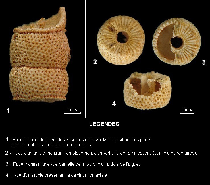 Dasycladales de l Eocène du B. de Paris (Genre : Uteria) #5754