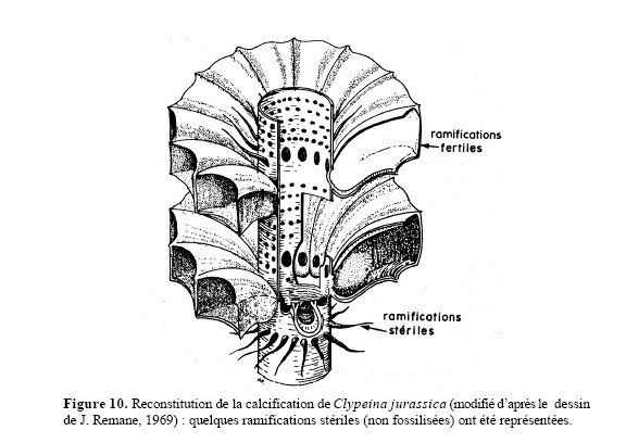 Dasycladales de l Eocène du B. de Paris (Genre : Clypeina) #5767