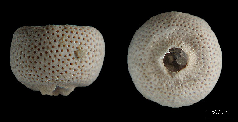 Dasycladales de l Eocène du B. de Paris (Genre : Cymopolia) #5735