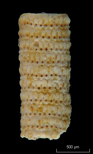 Dasycladales de l Eocène du B. de P. (Genre : Larvaria) #5898