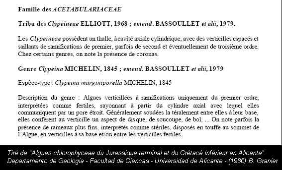 Dasycladales de l Eocène du B. de Paris (Genre : Clypeina) #5768