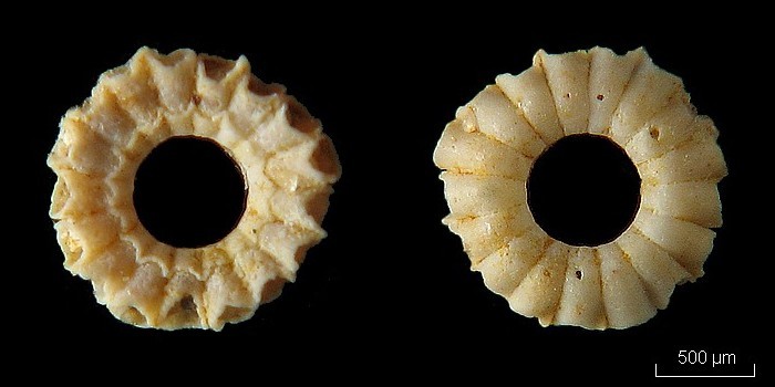 Dasycladales de l Eocène du B. de Paris (Genre : Clypeina) #5769