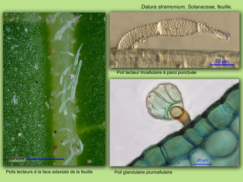 Datura stramonium, histologie, histology. #23689