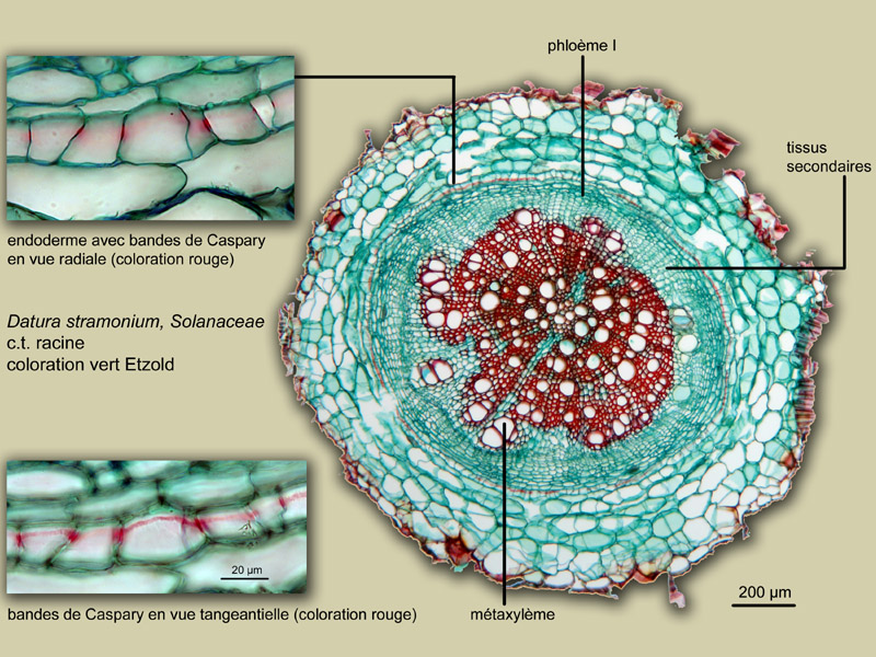 Datura stramonium, histologie, histology. #23691