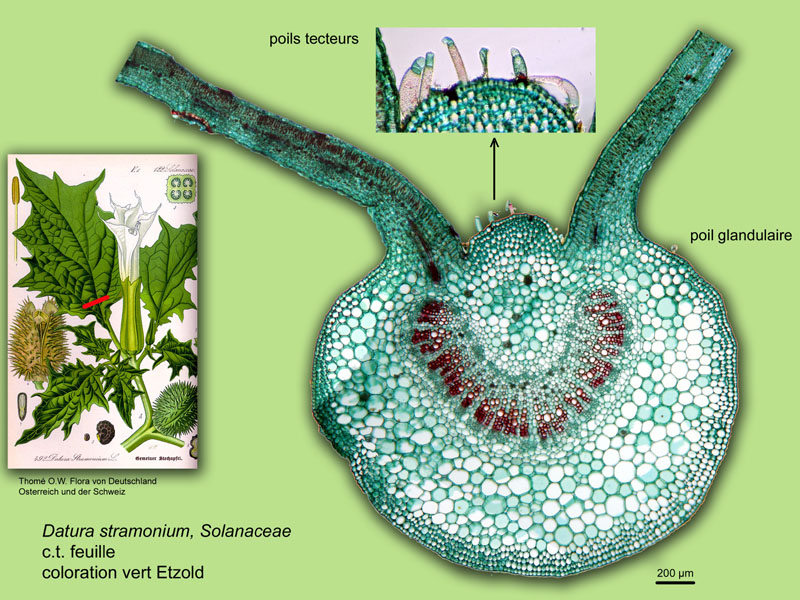 Datura stramonium, histologie, histology. #23687