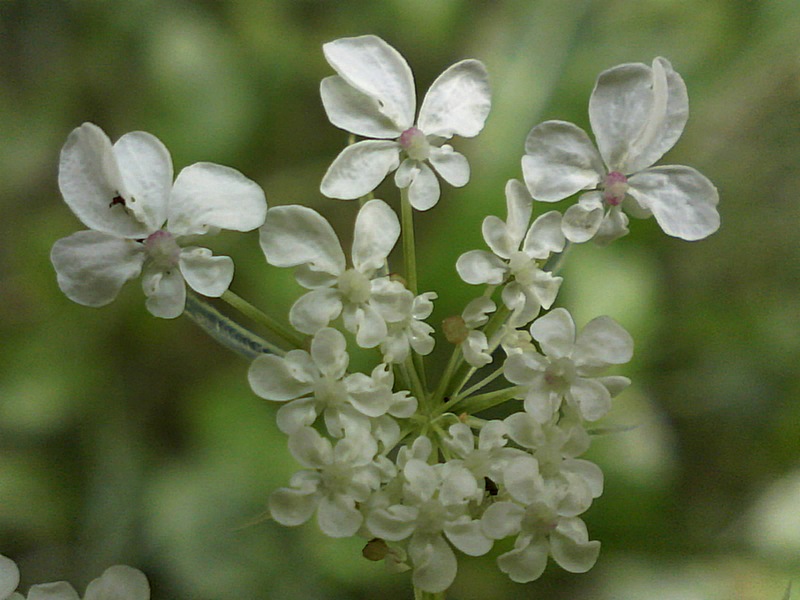Daucus carota #32730