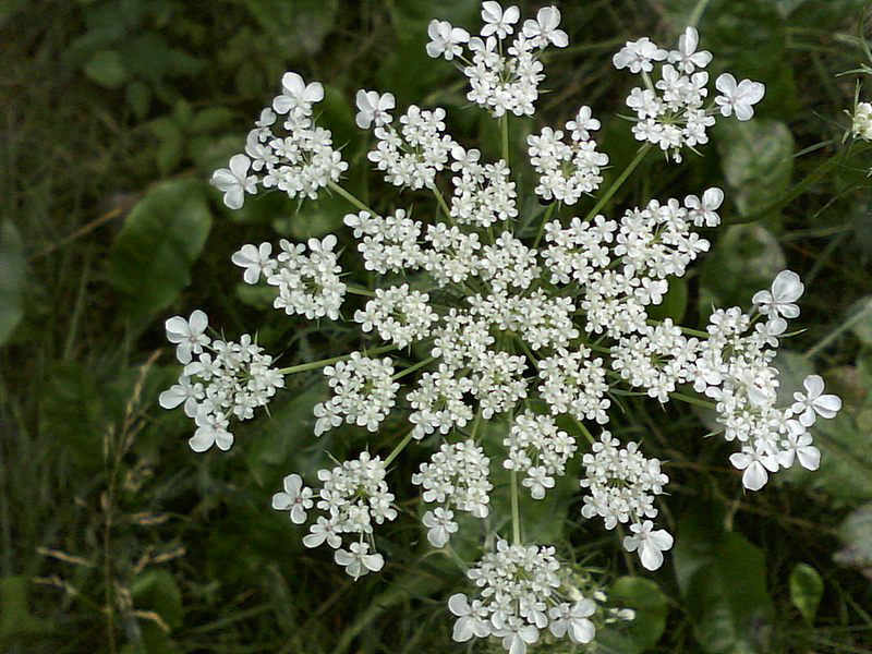 Daucus carota #32729
