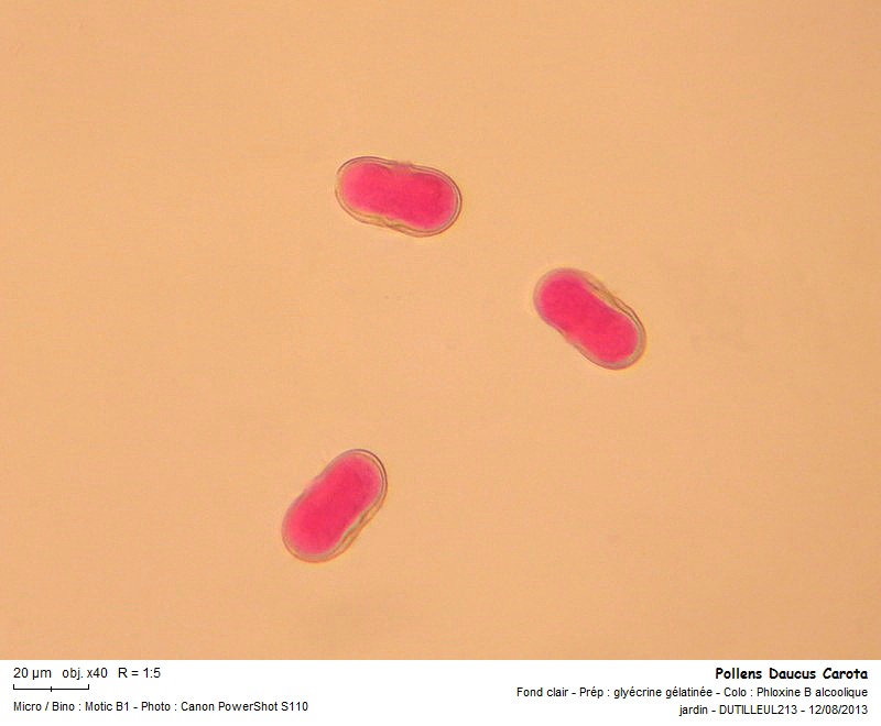 DAUCUS CAROTA - CAROTTE SAUVAGE #33290