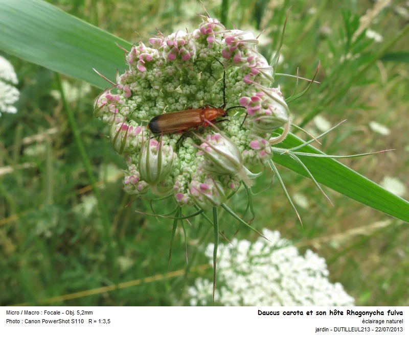 DAUCUS CAROTA - CAROTTE SAUVAGE #33287