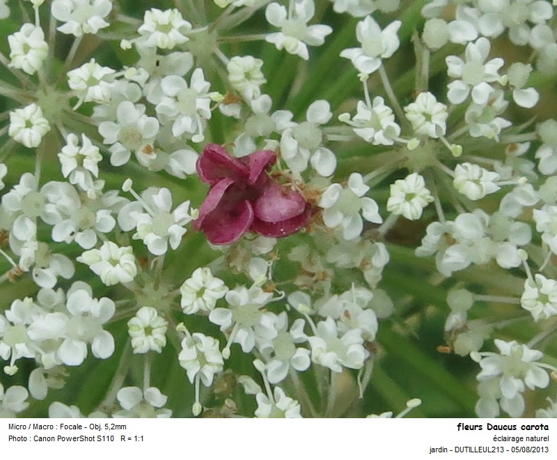 DAUCUS CAROTA - CAROTTE SAUVAGE #33289
