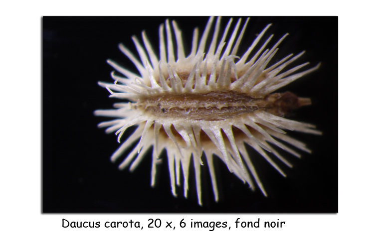 Daucus carota (Graine de carotte commune) #15429