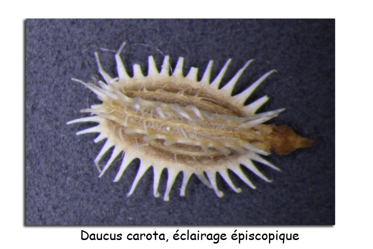 Daucus carota (Graine de carotte commune) #15427