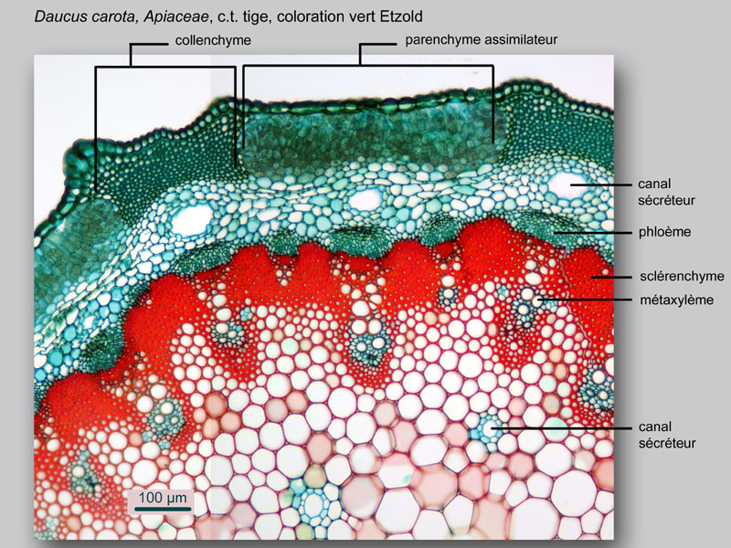 Daucus carota, histologie, histology. #23273