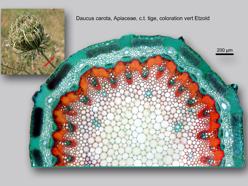 Daucus carota, histologie, histology. #23272