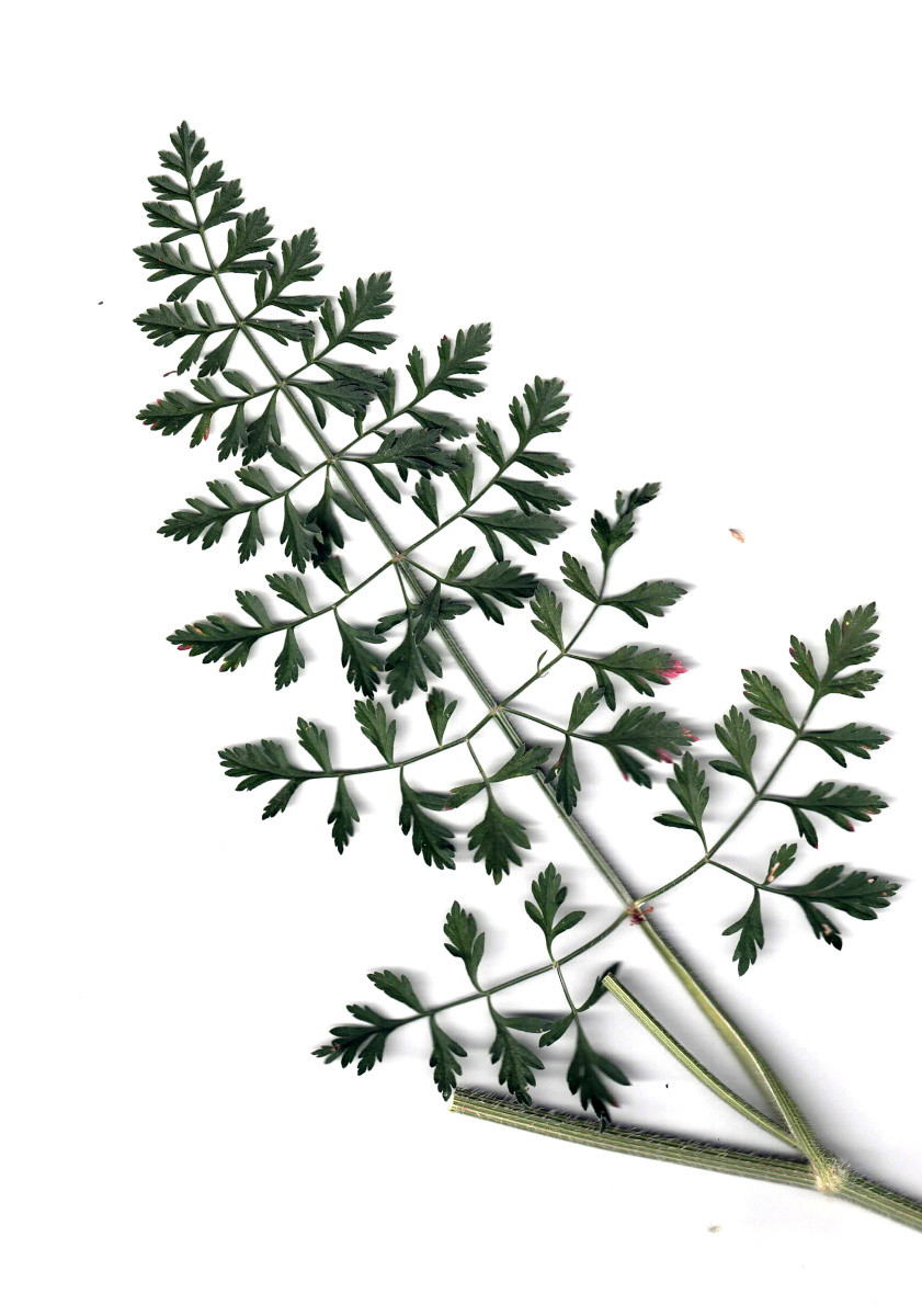 Daucus carota ssp carota var. carota #83109
