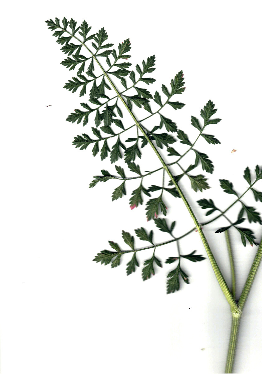 Daucus carota ssp carota var. carota #83110