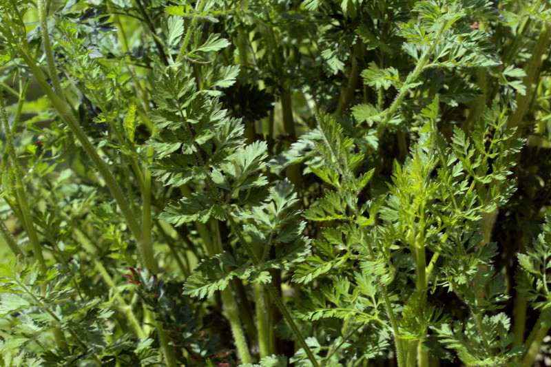 Daucus carota ssp carota var. carota #83112