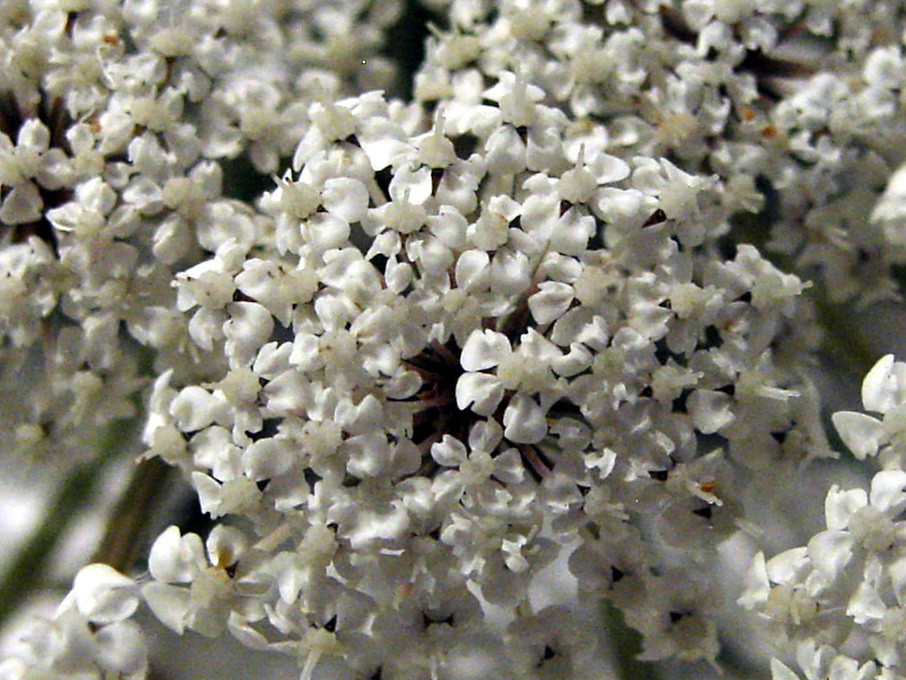 Daucus carota ssp carota var. carota #83118