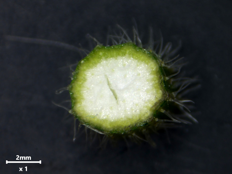 Daucus carota ssp carota var. carota #83106