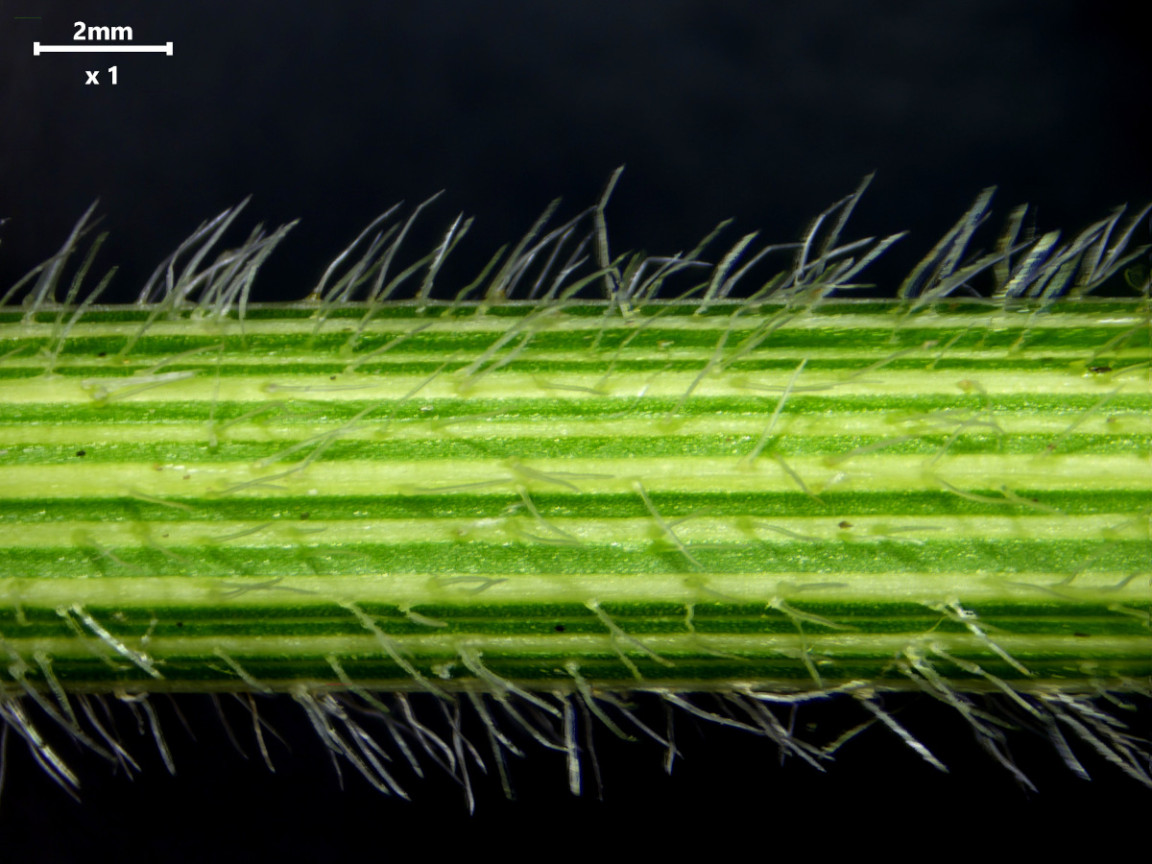 Daucus carota ssp carota var. carota #83105