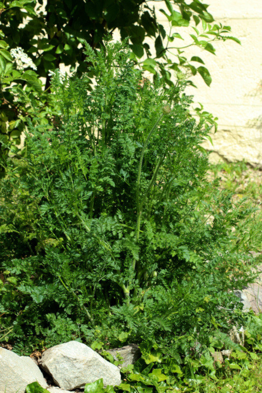 Daucus carota ssp carota var. carota #83107
