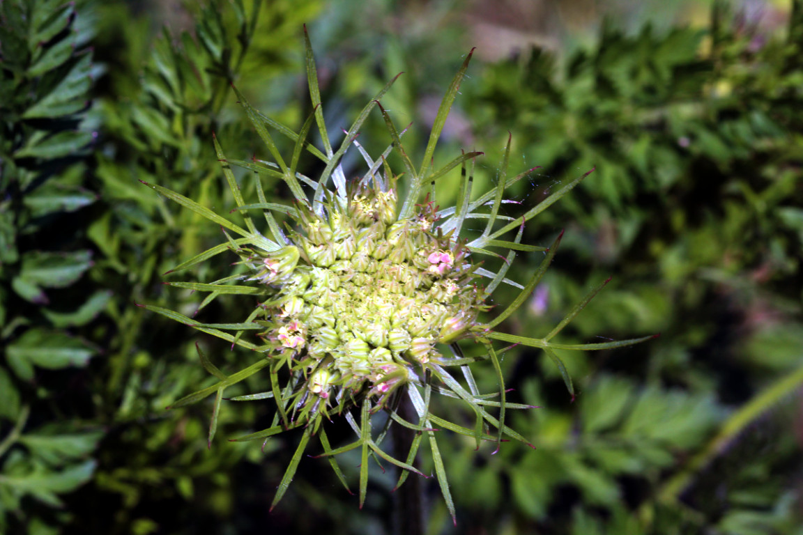 Daucus carota ssp carota var. carota #83114