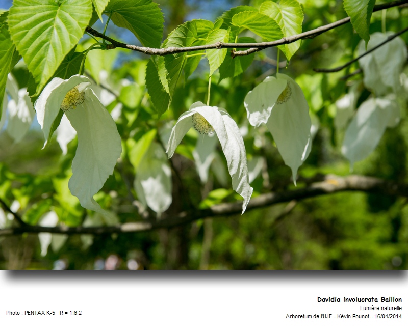 Davidia involucrata Baillon #37228