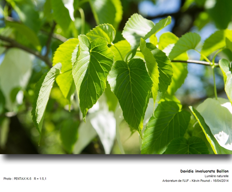 Davidia involucrata Baillon #37227