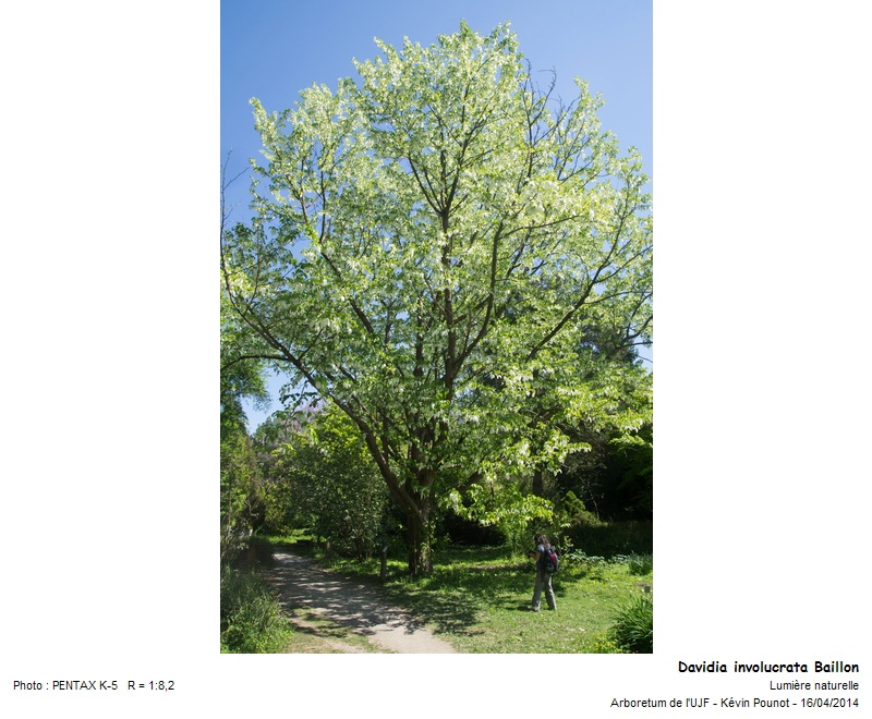 Davidia involucrata Baillon #37226