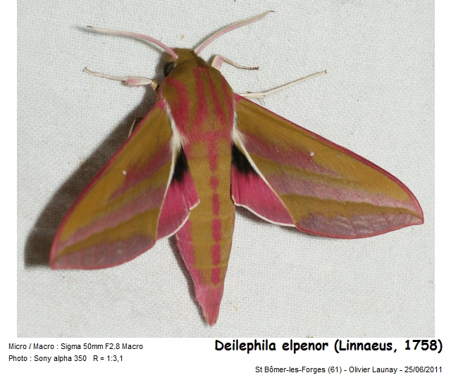 Deilephila elpenor (L., 1758) - Grand Sphinx de la Vigne #43291