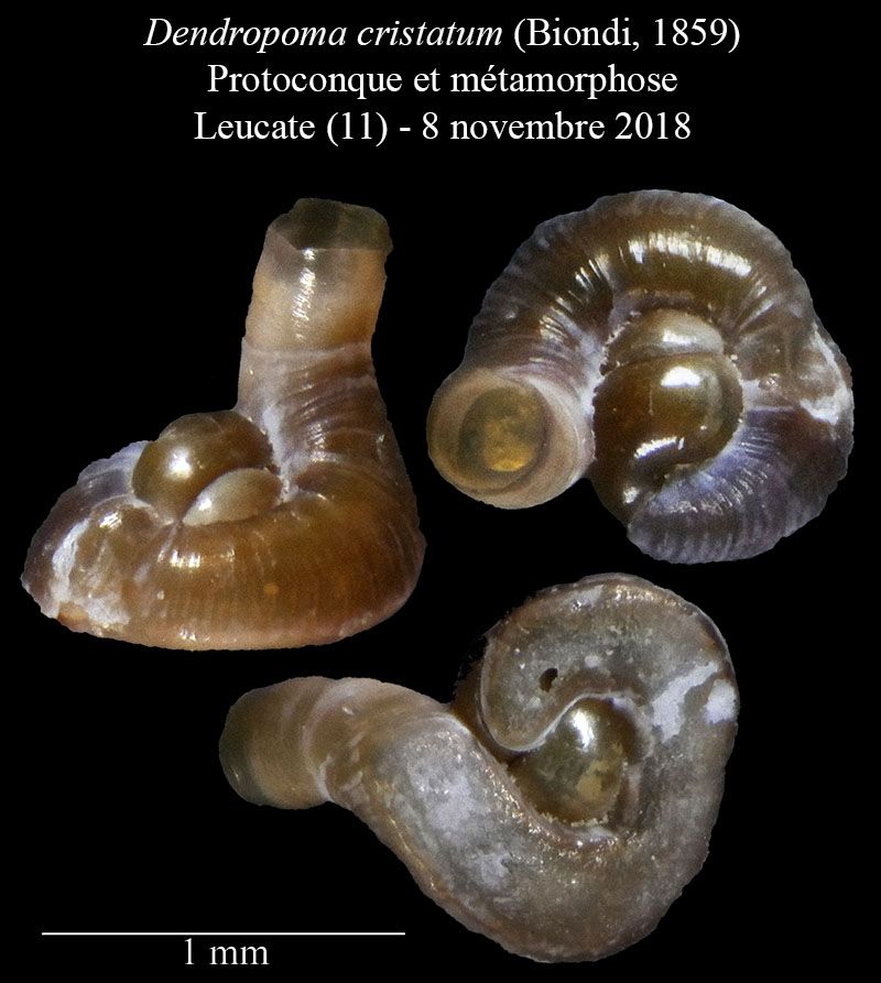 Dendropoma cristatum #58654