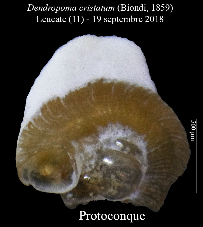 Dendropoma cristatum #58655
