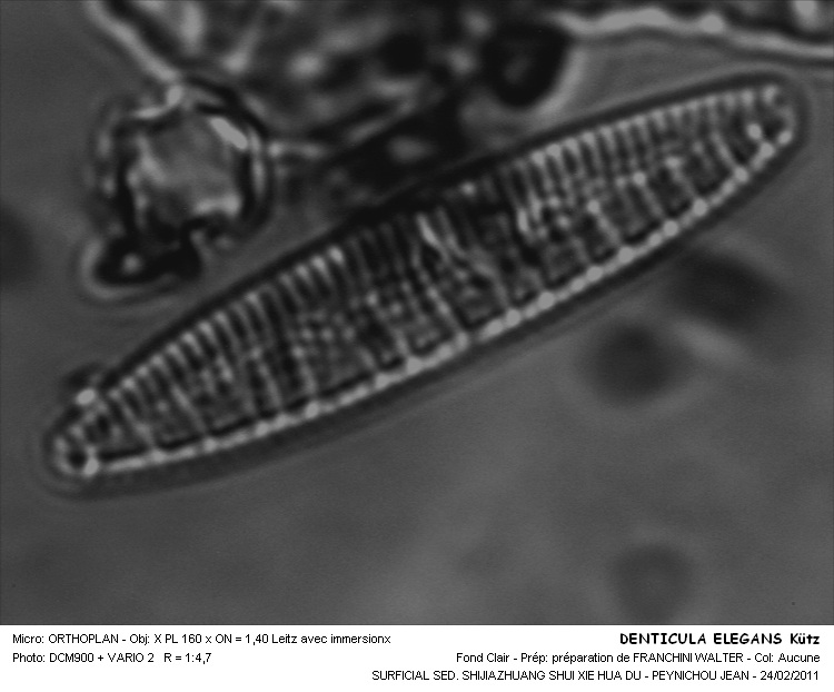 Denticula elegans Kützing #20802