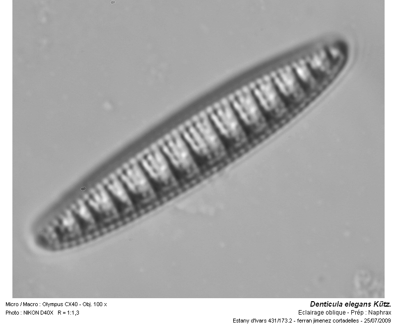 Denticula elegans Kütz. #13626