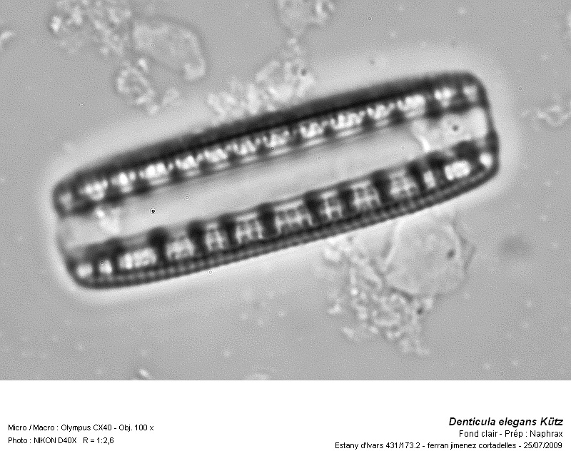 Denticula elegans Kütz. #13627
