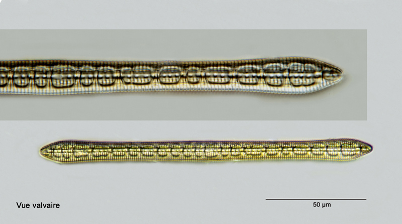 Denticula elongata Hustedt #26427