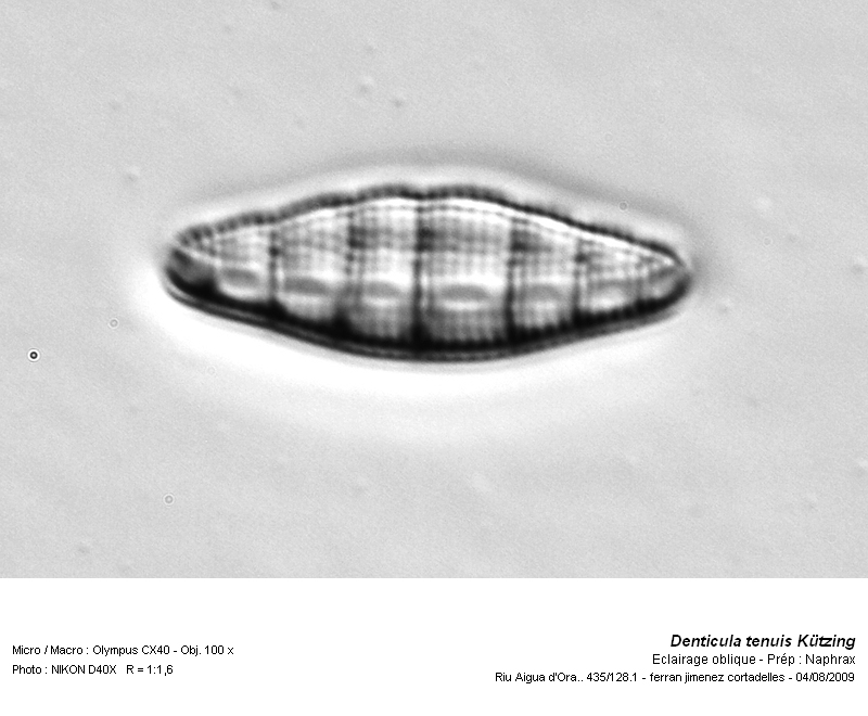 Denticula tenuis Kützing #14245
