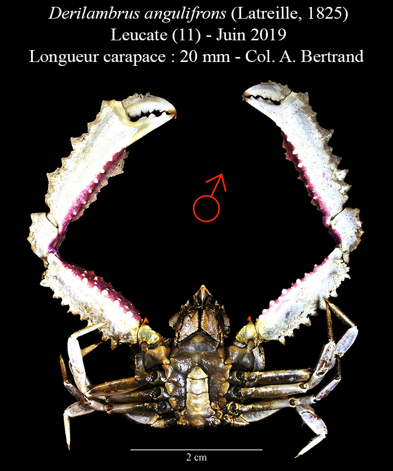 Derilambrus angulifrons #59751