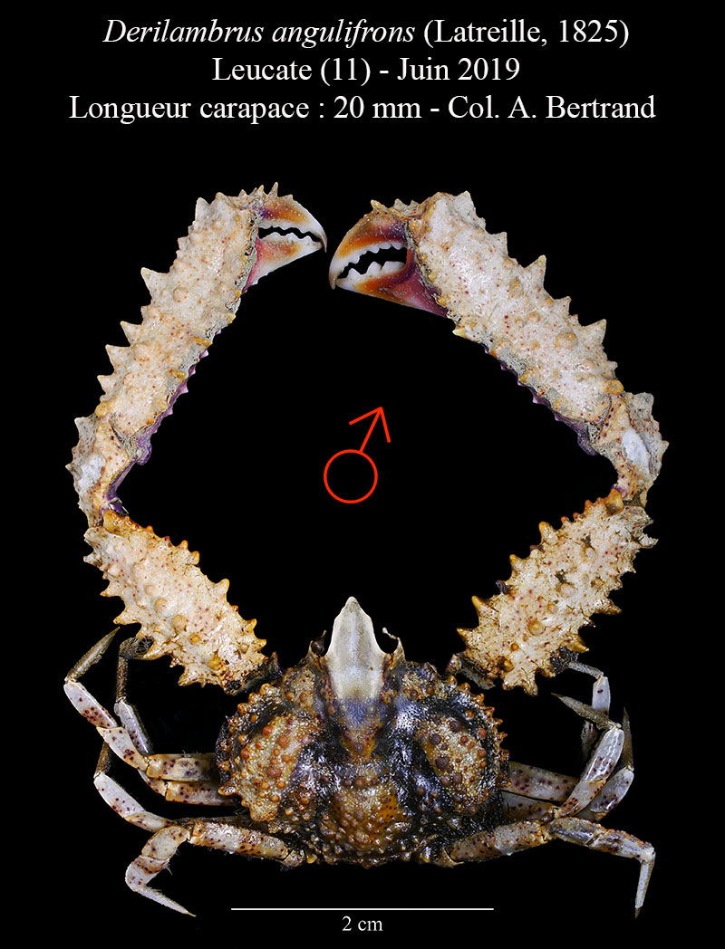 Derilambrus angulifrons #59750