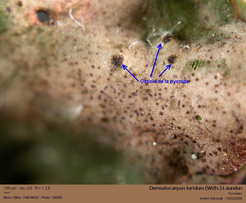 Dermatocarpon luridum (With.) Laundon #40060