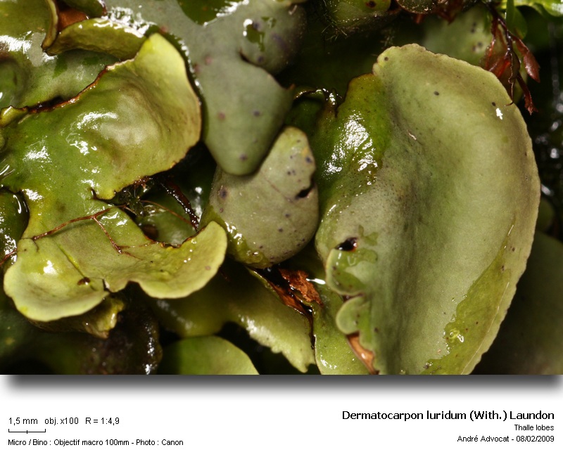 Dermatocarpon luridum (With.) Laundon #40058