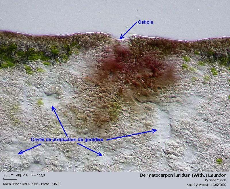 Dermatocarpon luridum (With.) Laundon #40062