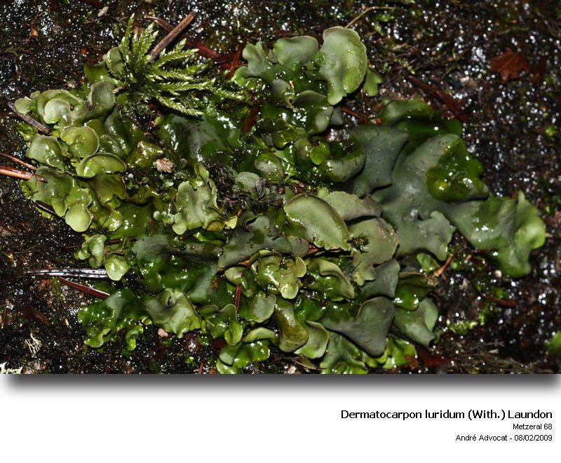 Dermatocarpon luridum (With.) Laundon #40057